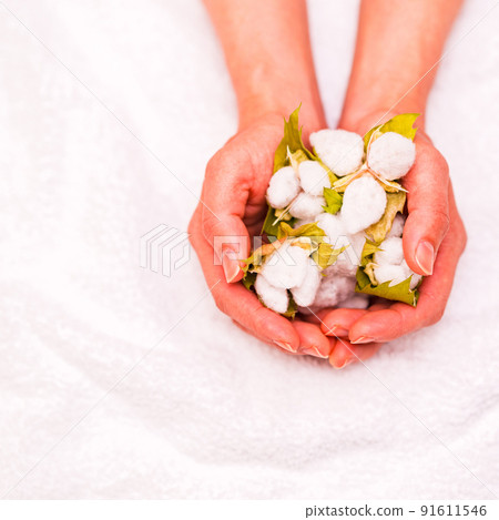 Cotton harvest [Cotton image] 91611546