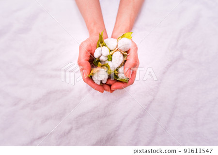 Cotton harvest [Cotton image] 91611547