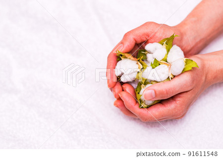 Cotton harvest [Cotton image] 91611548