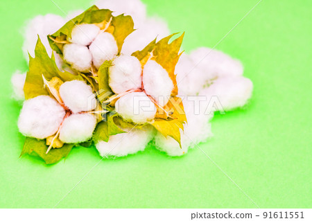 Cotton harvest [Cotton image] 91611551