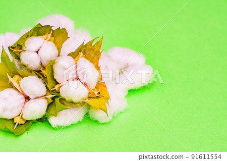 Cotton harvest [Cotton image] 91611554