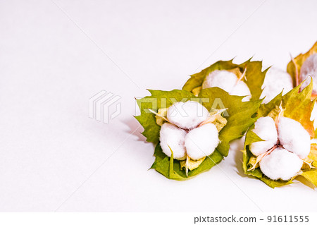 Cotton harvest [Cotton image] 91611555