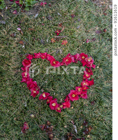 heart, magnolia petals heart, magnolia petals 91611619