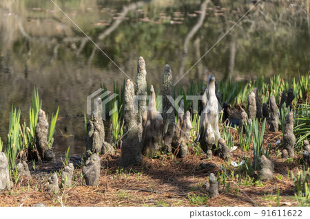 Fallow Fallow 91611622