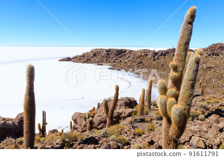 Salar de Uyuni view from Isla Incahuasi 91611791