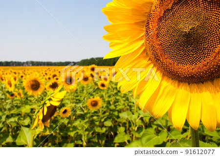 Kharkov, Ukraine. Sunflower fields with sunflower are blooming on the background of the sky on sunny days and hot weather. Sunflower is a popular field planted for vegetable oil production. Kharkov, Ukraine. Sunflower fields with sunflower are blooming on the background of the sky on sunny days and hot weather. Sunflower is a popular field planted for vegetable oil production. 91612077