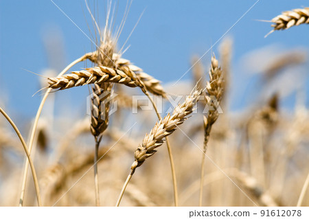 Kharkiv, Ukraine. Rye field. Ripe grain spikelets. Cover crop and a forage crop. Blue sky background. Agricultural concept. Gramineae 91612078