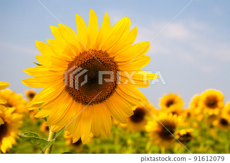 Kharkov, Ukraine. Sunflower fields with sunflower are blooming on the background of the sky on sunny days and hot weather. Sunflower is a popular field planted for vegetable oil production. Kharkov, Ukraine. Sunflower fields with sunflower are blooming on the background of the sky on sunny days and hot weather. Sunflower is a popular field planted for vegetable oil production. 91612079