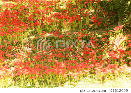 Cluster amaryllis 91612099