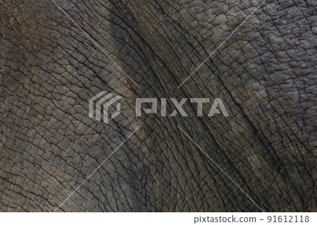 Close up The elephant Skin is big wildlift animal for texture and pattern skin Close up The elephant Skin is big wildlift animal for texture and pattern skin 91612118