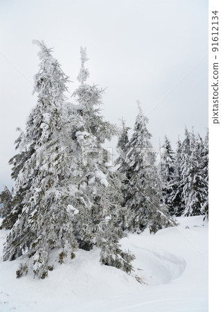 Carpathian mountains, Ukraine. Beautiful winter landscape. The forrest ist covered with snow. 91612134
