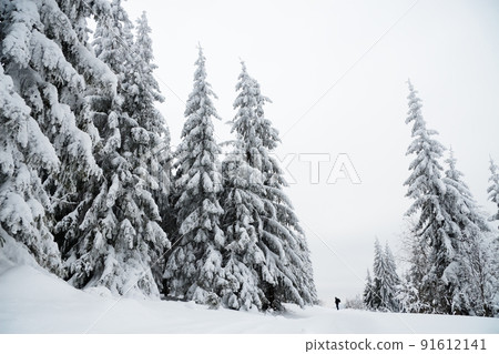 Carpathian mountains, Ukraine. Beautiful winter landscape. The forrest ist covered with snow. 91612141