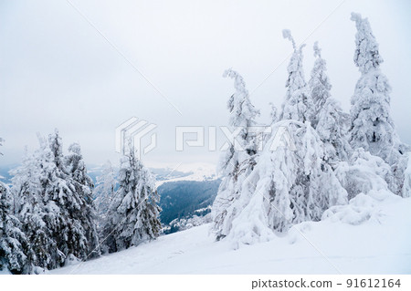 Carpathian mountains, Ukraine. Beautiful winter landscape. The forrest ist covered with snow. 91612164