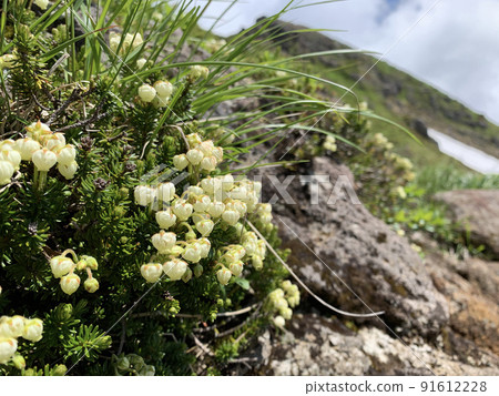 Phyllodoce aureus blooming in rocky areas 91612228