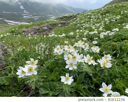Anemonastrum narcissus blooming on Mt. Chokai 91612230