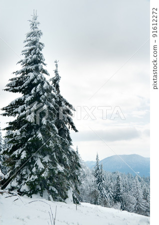 Carpathian mountains, Ukraine. Beautiful winter landscape. The forrest ist covered with snow. Carpathian mountains, Ukraine. Beautiful winter landscape. The forrest ist covered with snow. 91612272