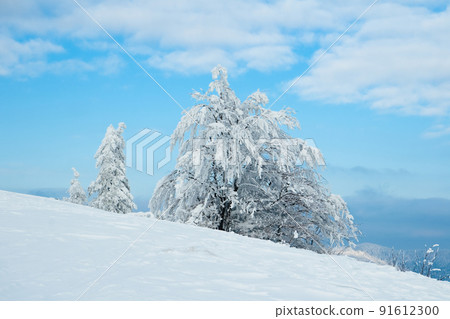 Carpathian mountains, Ukraine. Beautiful winter landscape. The forrest ist covered with snow. 91612300