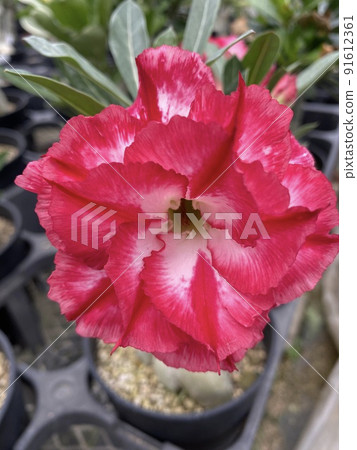 Desert rose Adenium obesum double-flowered Desert rose Adenium obesum double-flowered 91612361