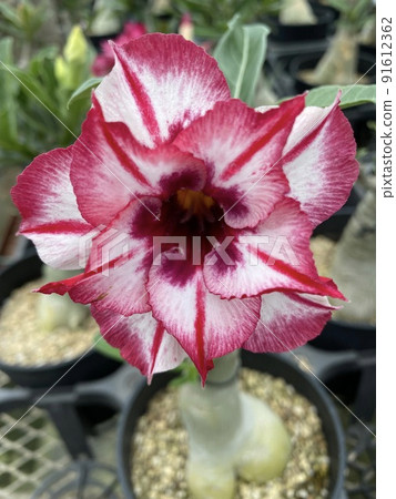 Desert rose Adenium obesum double-flowered 91612362