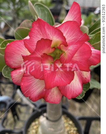 Desert rose Adenium obesum double-flowered 91612363