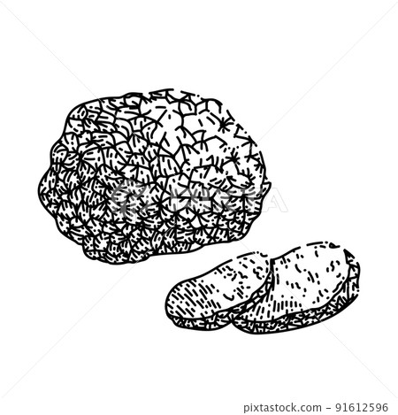 truffle mushroom sketch hand drawn vector 91612596