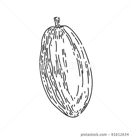 cocoa bean sketch hand drawn vector 91612634