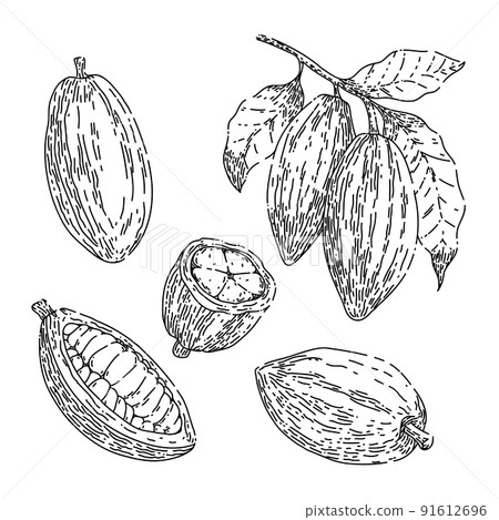 cocoa chocolate set sketch hand drawn vector 91612696