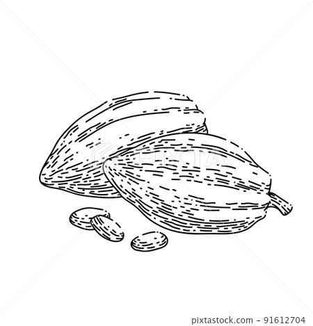 chocolate cocoa sketch hand drawn vector chocolate cocoa sketch hand drawn vector 91612704