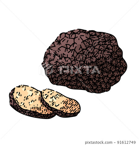 truffle mushroom sketch hand drawn vector 91612749