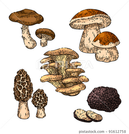 mushroom retro set sketch hand drawn vector mushroom retro set sketch hand drawn vector 91612758