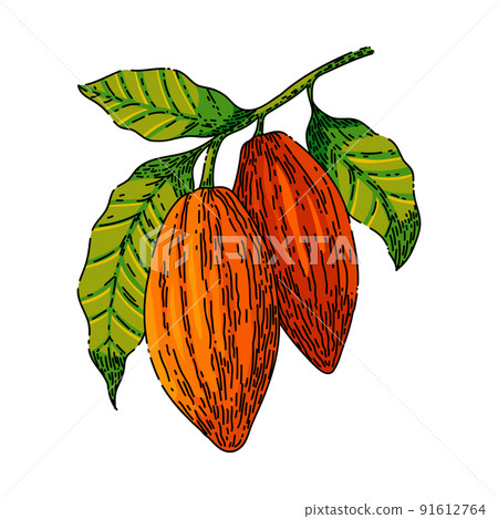 cocoa bean sketch hand drawn vector 91612764