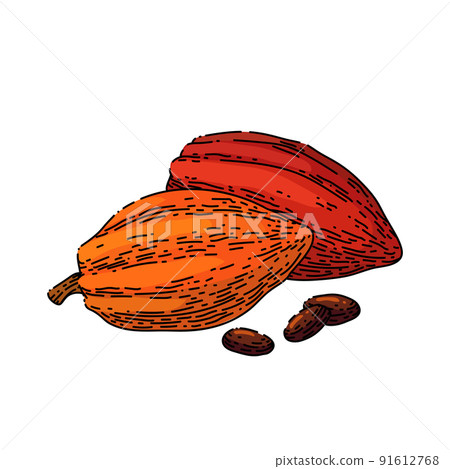 chocolate cocoa sketch hand drawn vector chocolate cocoa sketch hand drawn vector 91612768