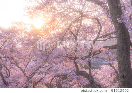 《長野縣》櫻花盛開的晚景，高遠城跡公園 91612902