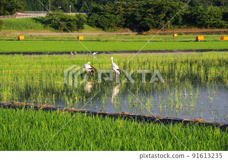 A scene of storks flying to the rice fields after the rainy season ... Yasugi City, Shimane Prefecture: Sunny A scene of storks flying to the rice fields after the rainy season ... Yasugi City, Shimane Prefecture: Sunny 91613235