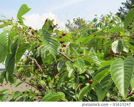 花見川河口的櫻桃樹結出果實 91613247