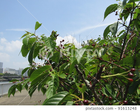 花見川河口的櫻桃樹結出果實 91613248