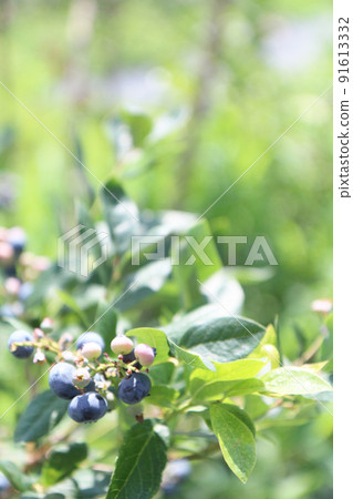 藍莓農場的藍莓 藍莓農場的藍莓 91613332