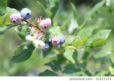 Blueberries on a blueberry farm Blueberries on a blueberry farm 91613334