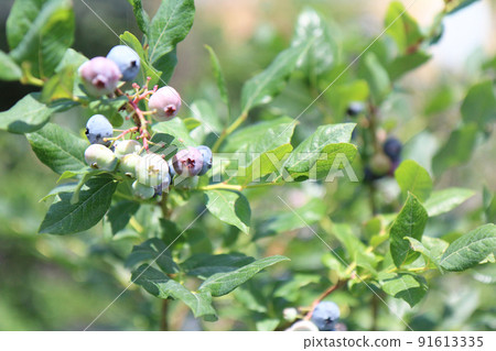 藍莓農場的藍莓 藍莓農場的藍莓 91613335
