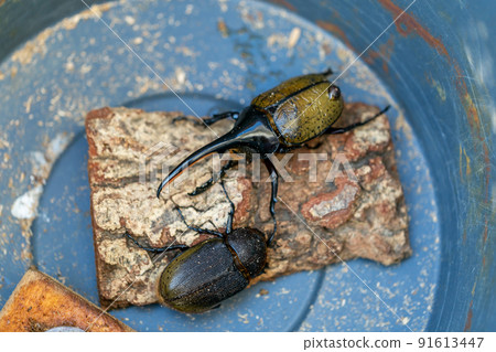 大力神甲蟲交配 91613447