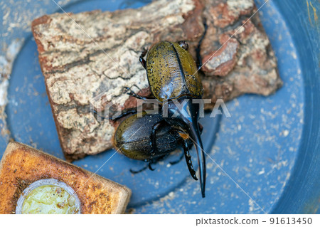 大力神甲蟲交配 大力神甲蟲交配 91613450