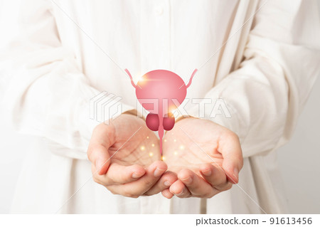Healthy bladder and prostate gland anatomy on doctor hands. Awareness of BPH, prostate cancer, bladder cancer and men health care. Urology and male reproductive concept. Healthy bladder and prostate gland anatomy on doctor hands. Awareness of BPH, prostate cancer, bladder cancer and men health care. Urology and male reproductive concept. 91613456