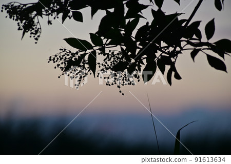 Silhouette of an elderberry branch against a colouful blurred background 91613634