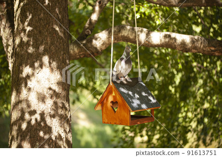 Birds on birdhouses and bird feeder in the forest. Pigeons in the wild. Save birds. Bird feeding Birds on birdhouses and bird feeder in the forest. Pigeons in the wild. Save birds. Bird feeding 91613751