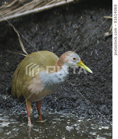 Giant Wood Rail, Aramides ypecaha in marsh Giant Wood Rail, Aramides ypecaha in marsh 91614069