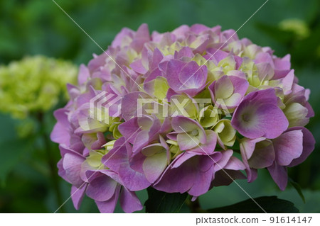  hydrangea 91614147