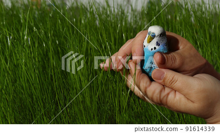 A budgie in the palms, in the arms of a person on a background of green grass 91614339