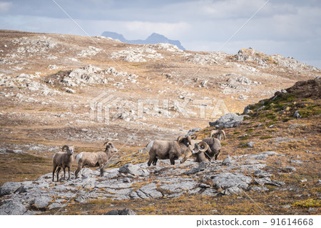 Group of male and female bighorn sheep relaxing in alpine environment , Jasper N.Park, Canada Group of male and female bighorn sheep relaxing in alpine environment , Jasper N.Park, Canada 91614668
