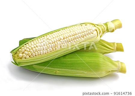 Corn (pure white) 91614736