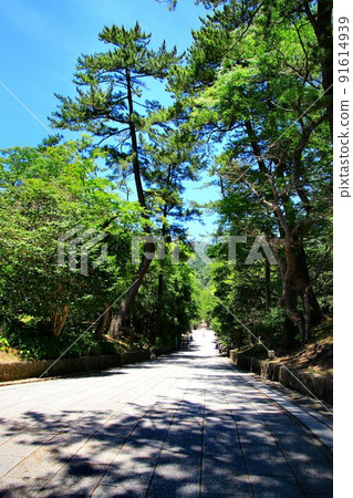 To the shrine where Yakumo stands in search of the thread of the edge ... "Izumo Taisha" 91614939